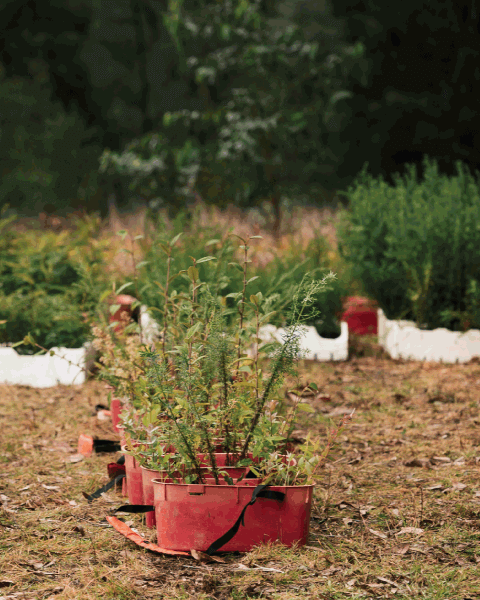 Red tub with seedlings