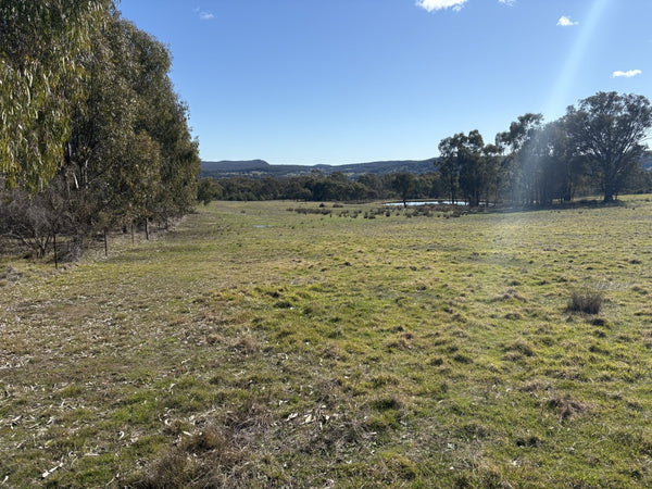 Open grassy field with trees and mountains in the distance under a clear blue sky.