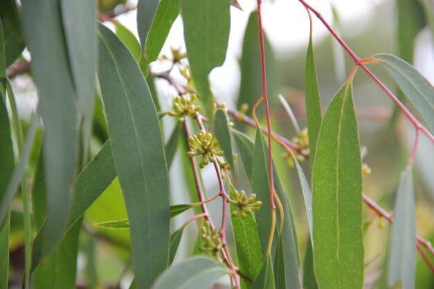 Photo of peppermint gum leaves.