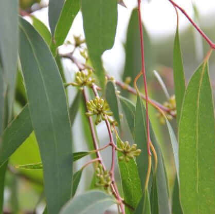 Photo of eucalypt. MONTHLY custom donation to plant native forests and grow climate hope
