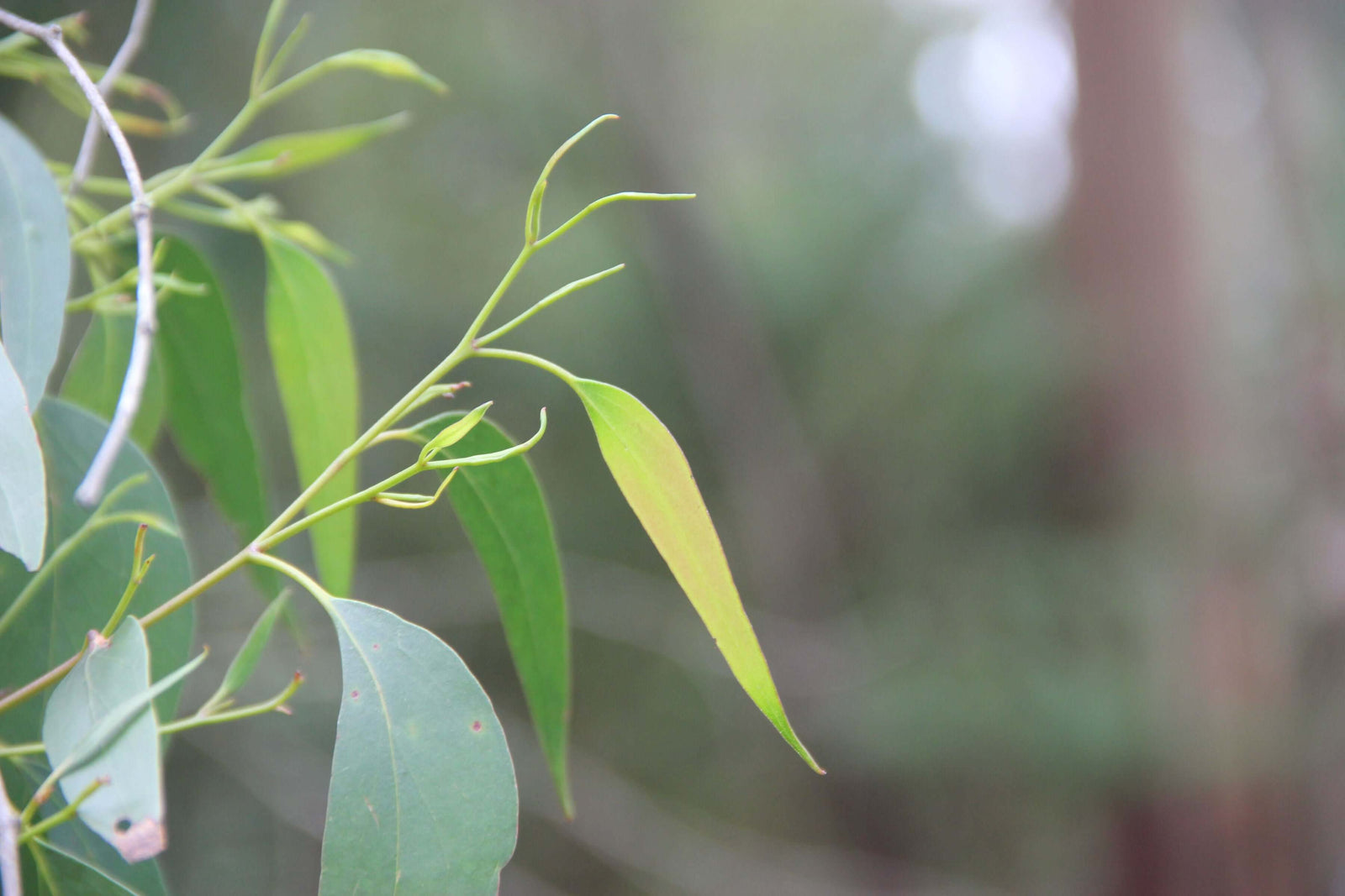 Native foliage from Mt Worth State Park site.