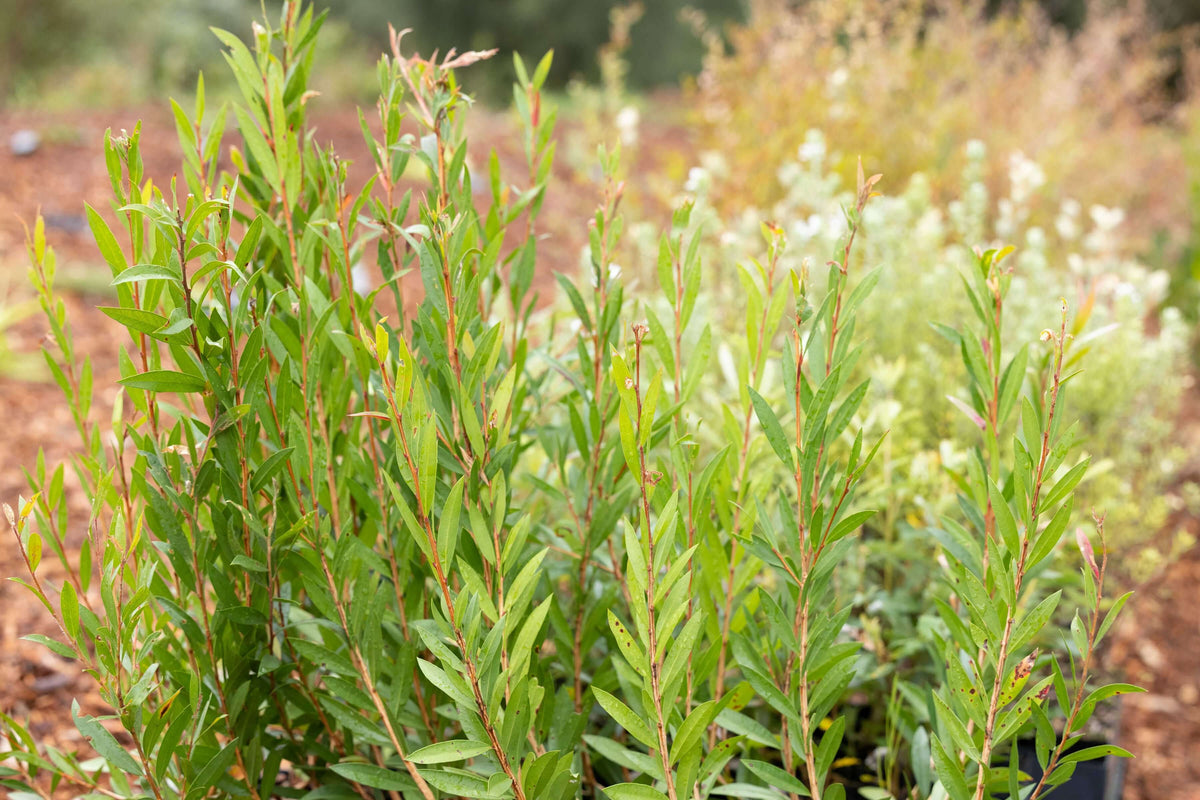 Growing Swift Parrot Habitat - Large Parrot Habitats With Low-Maintenance Plants