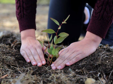 Two hands planting a seedling