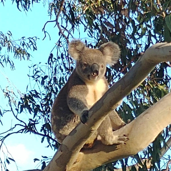 Koala sitting in a tree with a clear blue sky background