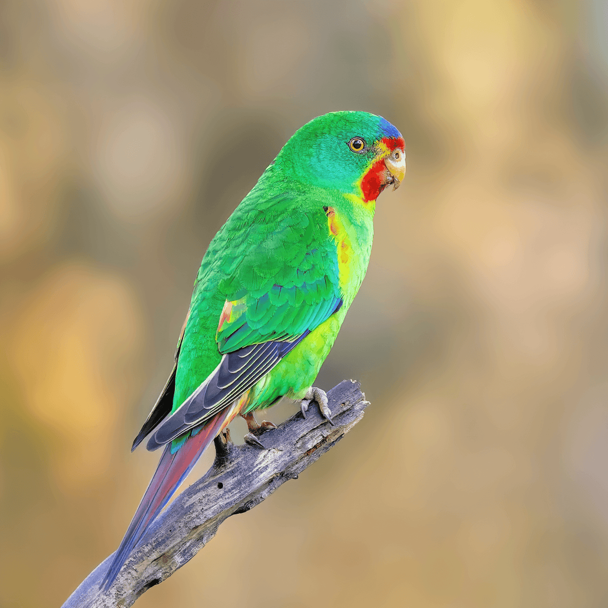 Migration Parrot Growing Swift Parrot Habitat