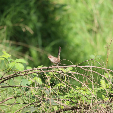 Photo of superb Fairy Wren bird