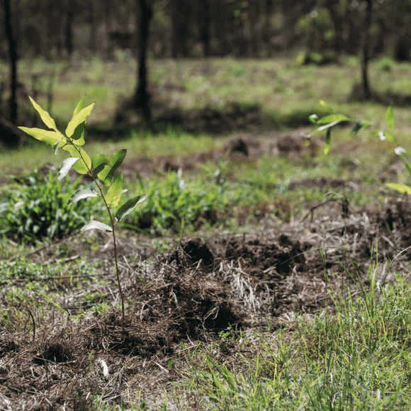 MONTHLY Donate to plant 3 trees in a biodiverse native forest