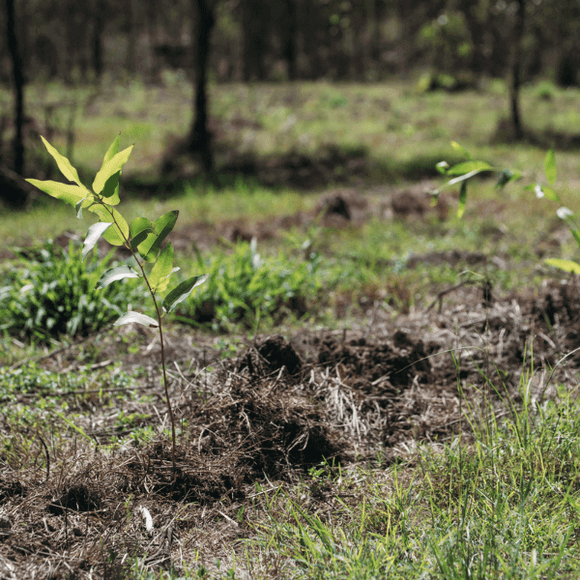 Photo of seedlings in the ground after planting. For MONTHLY Donate to plant 3 trees in a biodiverse native forest