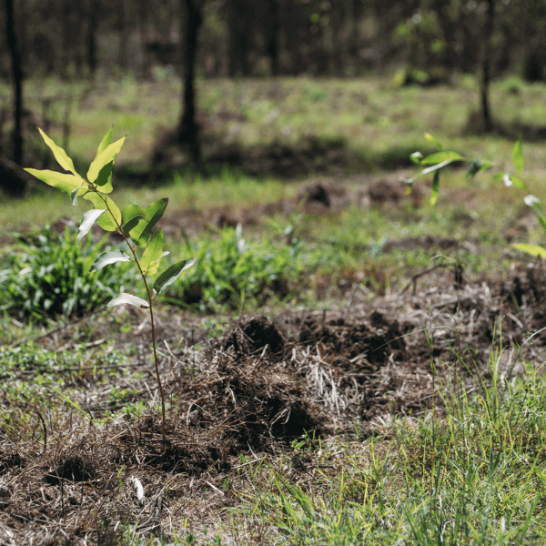 Photo of seedlings in the ground after planting. For MONTHLY Donate to plant 3 trees in a biodiverse native forest
