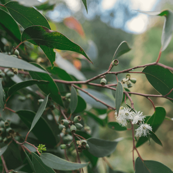  Photo of a branch with foliage. MONTHLY Donate $500 to plant native forests and grow climate hope