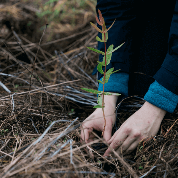 Donate to plant a tree in a biodiverse native forest