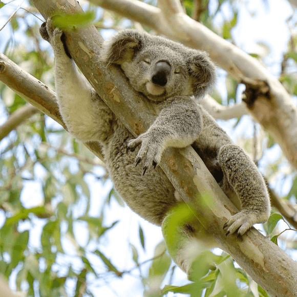 Photo of koala sitting in a tree. Donate 15 trees monthly, to revegetate wildlife habitat.