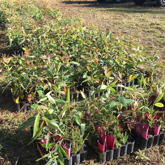 ONCE OFF Donate to plant 3 trees in a biodiverse native forest. Image of seedlings about to be planted