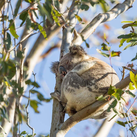 Photo of koala sitting in a tree. Donate 15 trees monthly, to revegetate wildlife habitat.