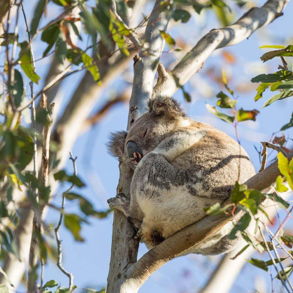 Photo of koala in tree